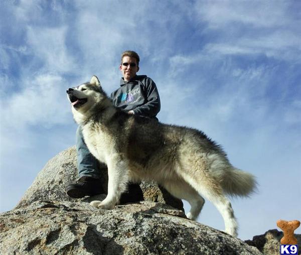 Alaskan Malamute dog