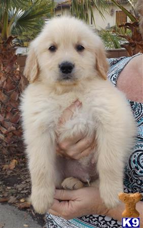 golden retriever puppies riverside ca golden retriever puppies for sale golden retriever puppies riverside ca golden retriever puppies for sale
