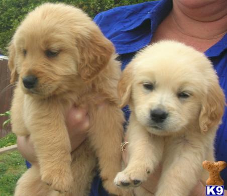 chadwick golden retrievers golden retriever puppies for sale in california chadwick golden retrievers golden retriever puppies for sale in california
