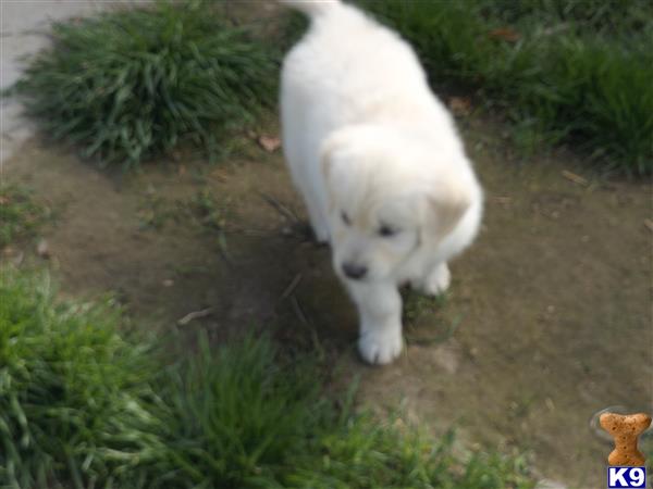 golden retriever puppy posted by nancychadwick