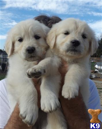 golden retriever puppy posted by nancychadwick