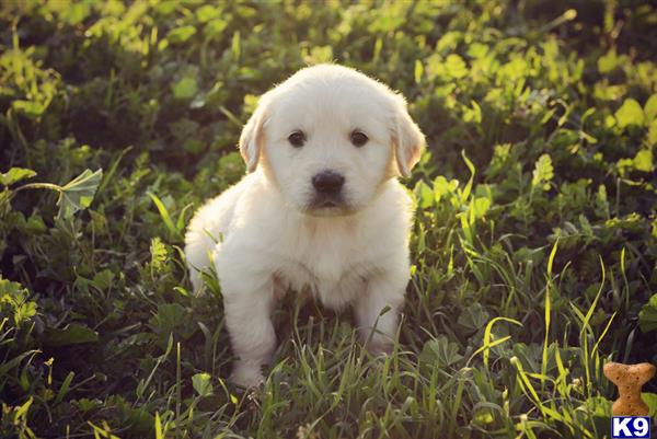 golden retriever puppies spartanburg sc golden retriever puppies for sale golden retriever puppies spartanburg sc golden retriever puppies for sale