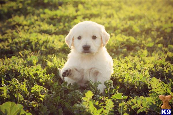 golden retriever puppies spartanburg sc golden retriever puppies for sale golden retriever puppies spartanburg sc golden retriever puppies for sale