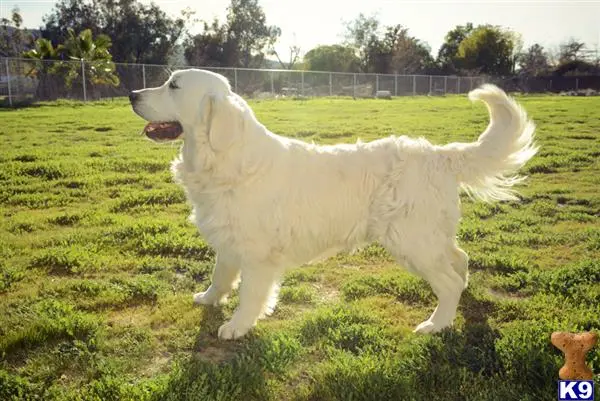 Golden Retriever stud dog