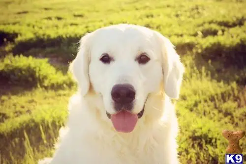 Golden Retriever stud dog