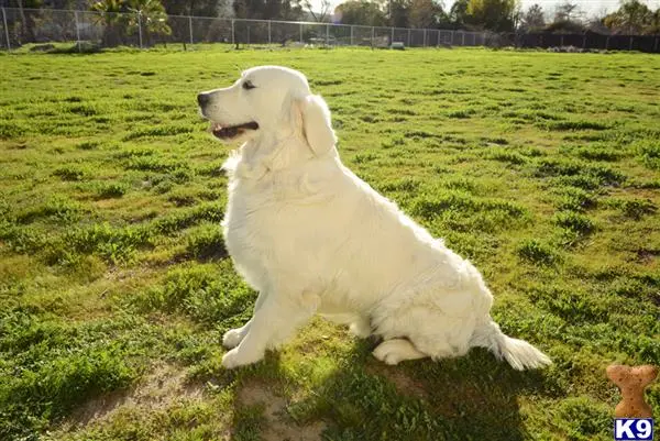 Golden Retriever stud dog