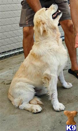 Goldendoodles dog