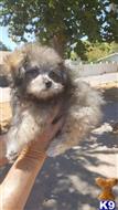 maltipoo puppy posted by nancychadwick
