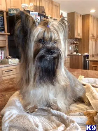 Yorkshire Terrier stud dog