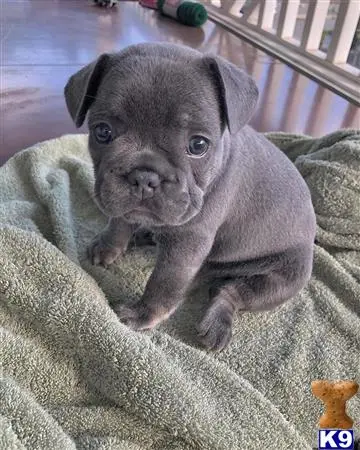 French Bulldog