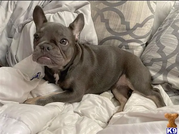 French Bulldog puppy for sale