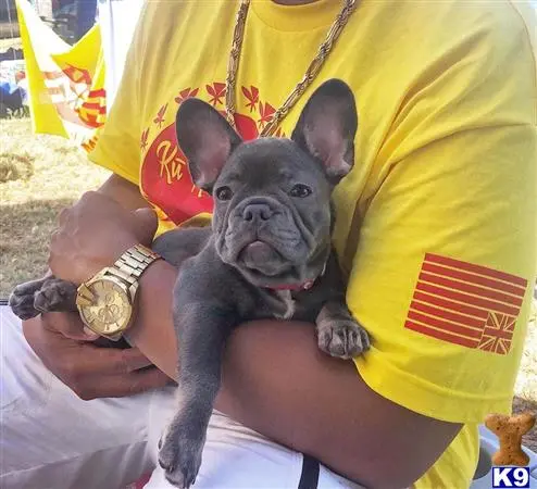 French Bulldog puppy for sale