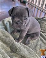 french bulldog puppy posted by nandoj680