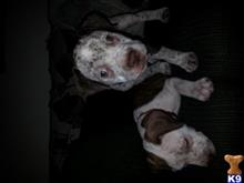 American Pit Bull