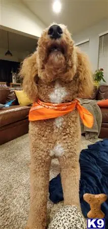 Poodle stud dog