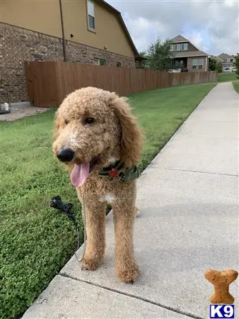 Poodle stud dog