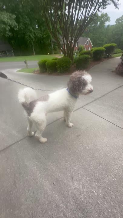 Poodle dog video