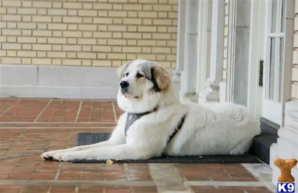 Great Pyrenees female dog