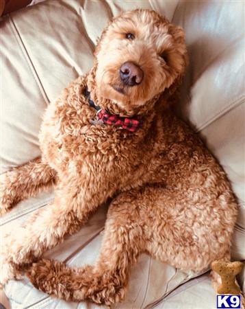 a goldendoodles dog lying on a couch