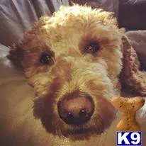 Goldendoodles stud dog