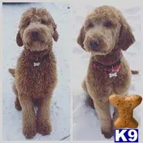 Goldendoodles stud dog