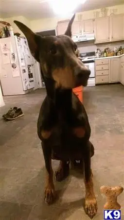 Doberman Pinscher stud dog