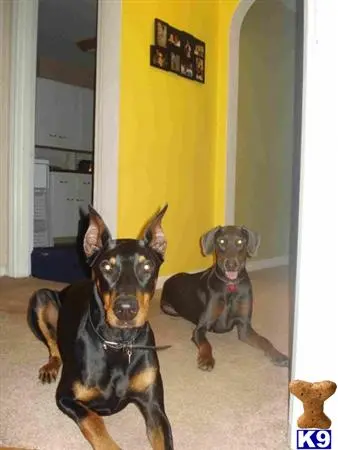 Doberman Pinscher stud dog