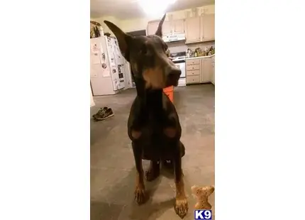 Doberman Pinscher