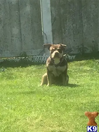 American Bully female dog