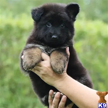 German Shepherd puppy for sale