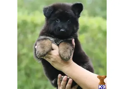 German Shepherd