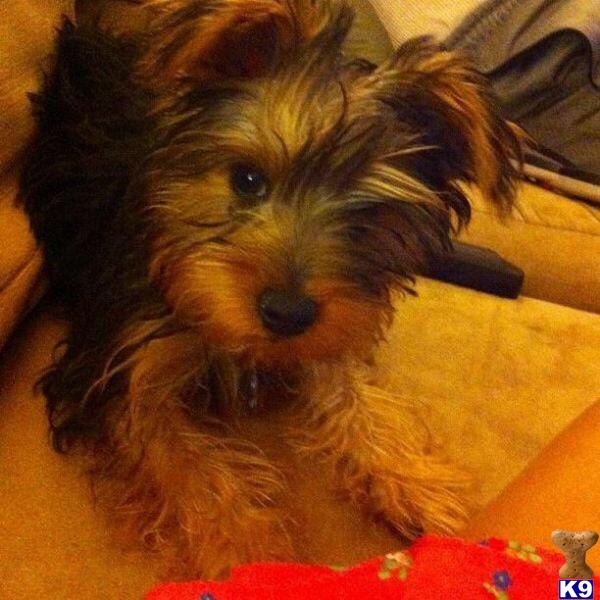 stud fee for yorkie terrier stud maximus 6 years stud fee for yorkie terrier stud maximus 6 years