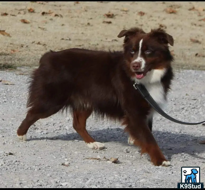 a miniature australian shepherd dog running on sand