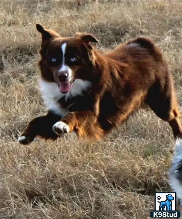 Miniature Australian Shepherd stud dog