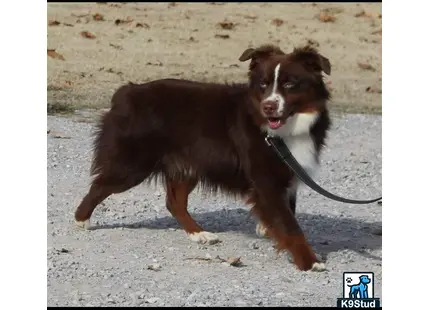 Miniature Australian Shepherd