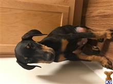 Doberman Pinscher