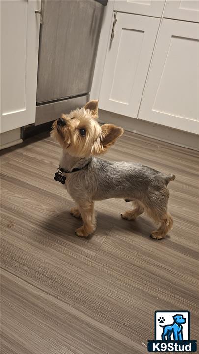 a yorkshire terrier dog standing on a wood floor