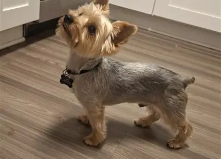 a yorkshire terrier dog standing on a wood floor
