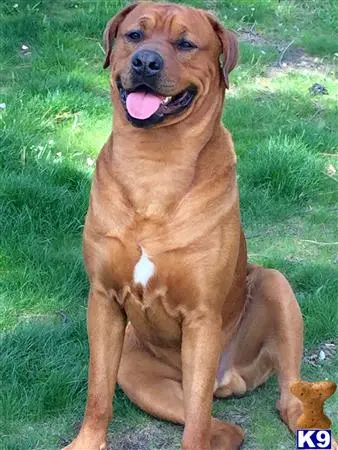 Rottweiler stud dog