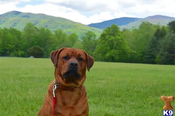 Rottweiler stud dog