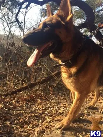 German Shepherd stud dog