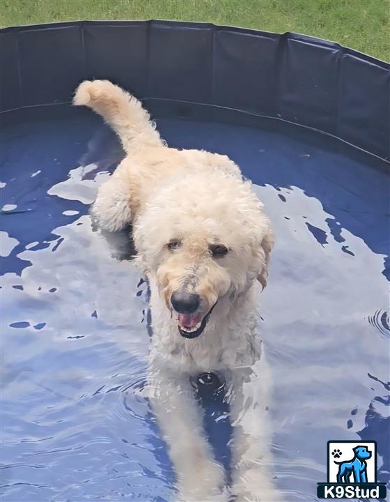 a goldendoodles dog standing in a pool