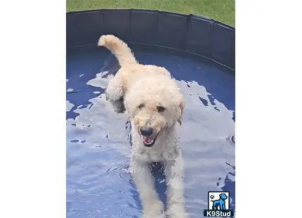 a goldendoodles dog standing in a pool