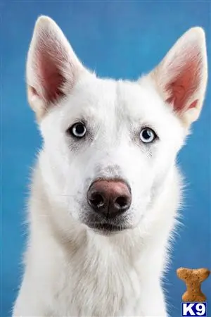 Siberian Husky stud dog