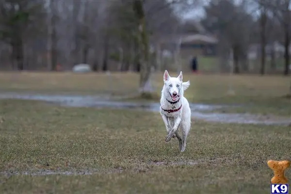 Siberian Husky stud dog