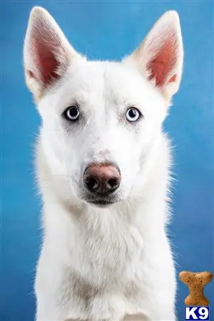 Siberian Husky stud dog