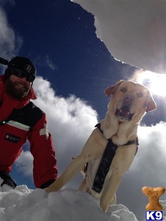 Labrador Retriever stud dog: Yellow Labrador Retriever standing in snow with a person nearby