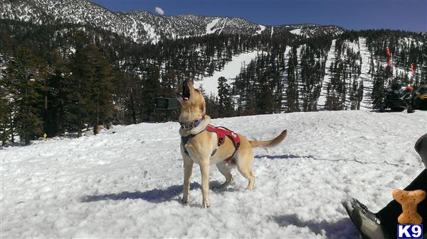 Labrador Retriever stud dog: Yellow Labrador Retriever playing in the snow with mountains in background
