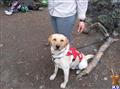 Labrador Retriever stud dog: Labrador Retriever sitting on the ground with a harness