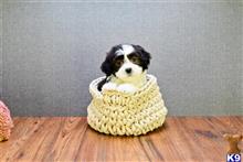 havanese puppy posted by nate1234